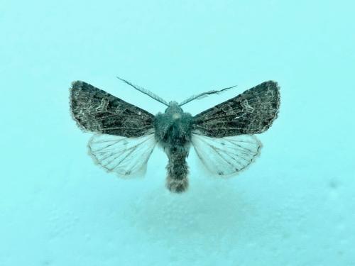 Aporophyla chioleuca